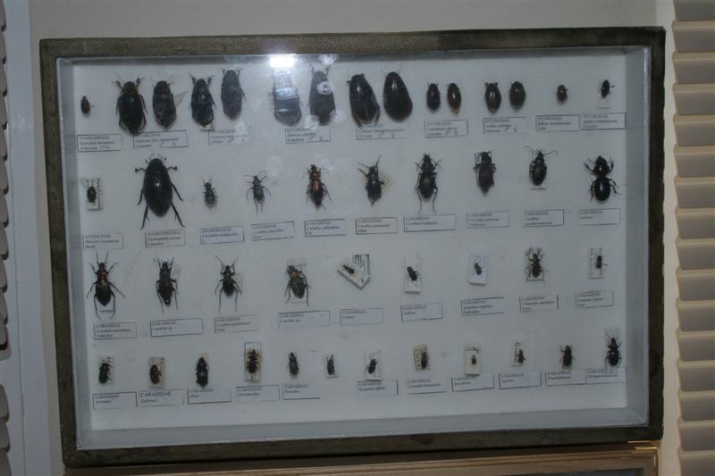 taxomara 2007 (86)
